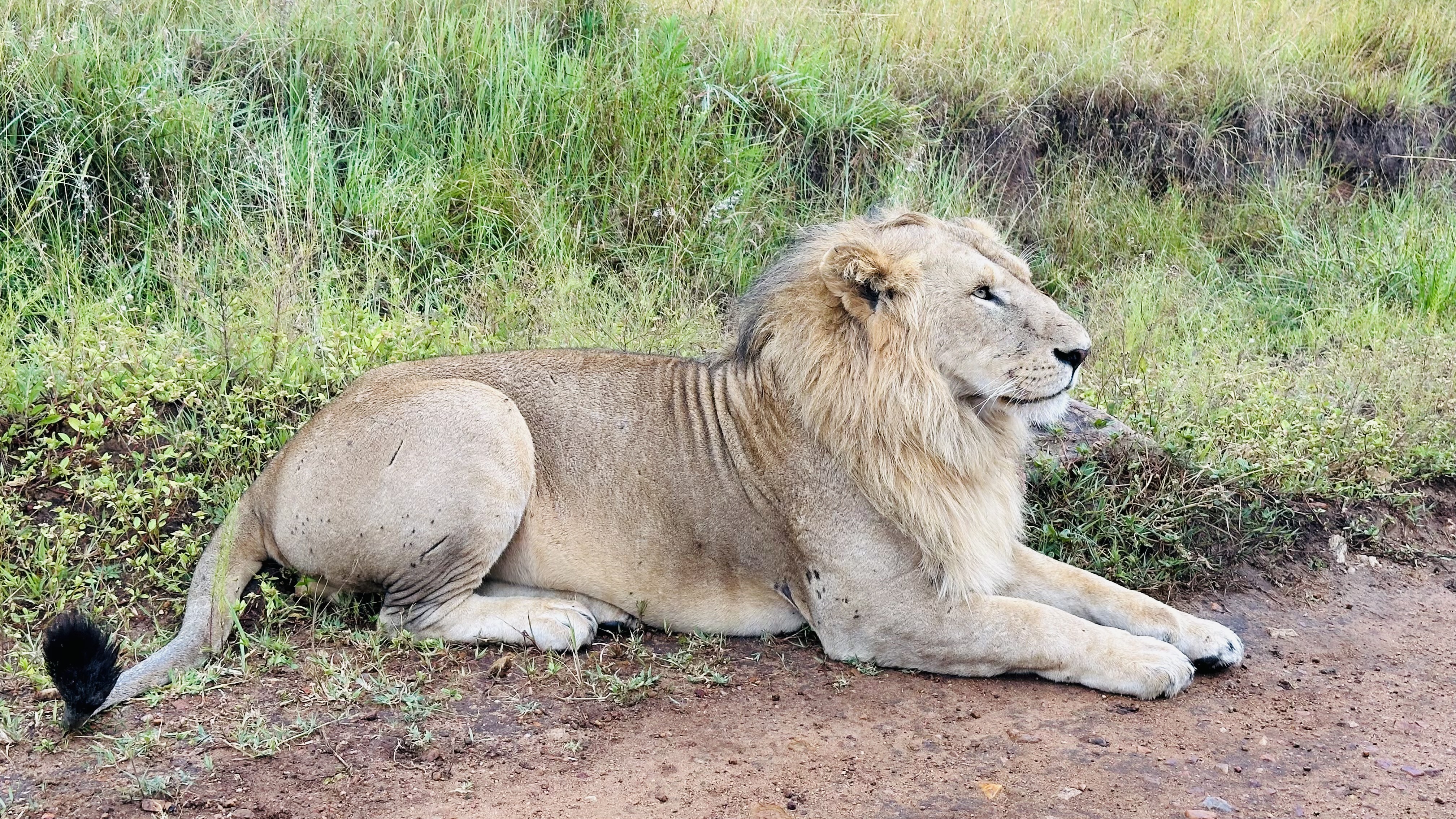 background image for - Intimate 2-Day Big Five Safari – Camping Experience