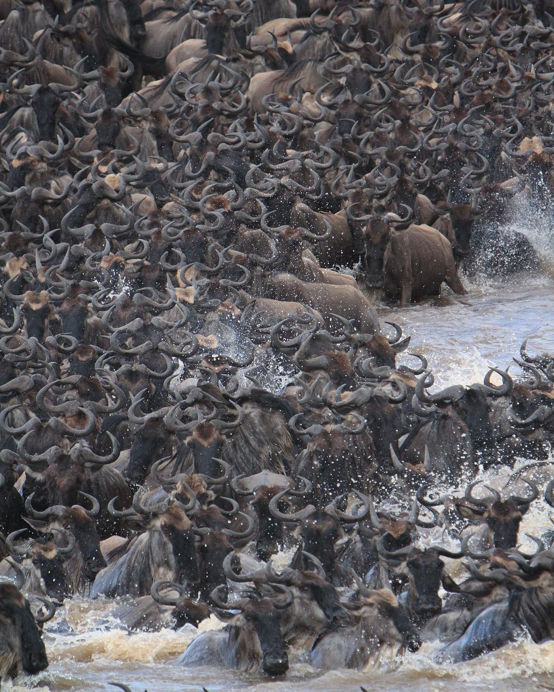 Image number 3 for High-end North Migration Game Package Safari