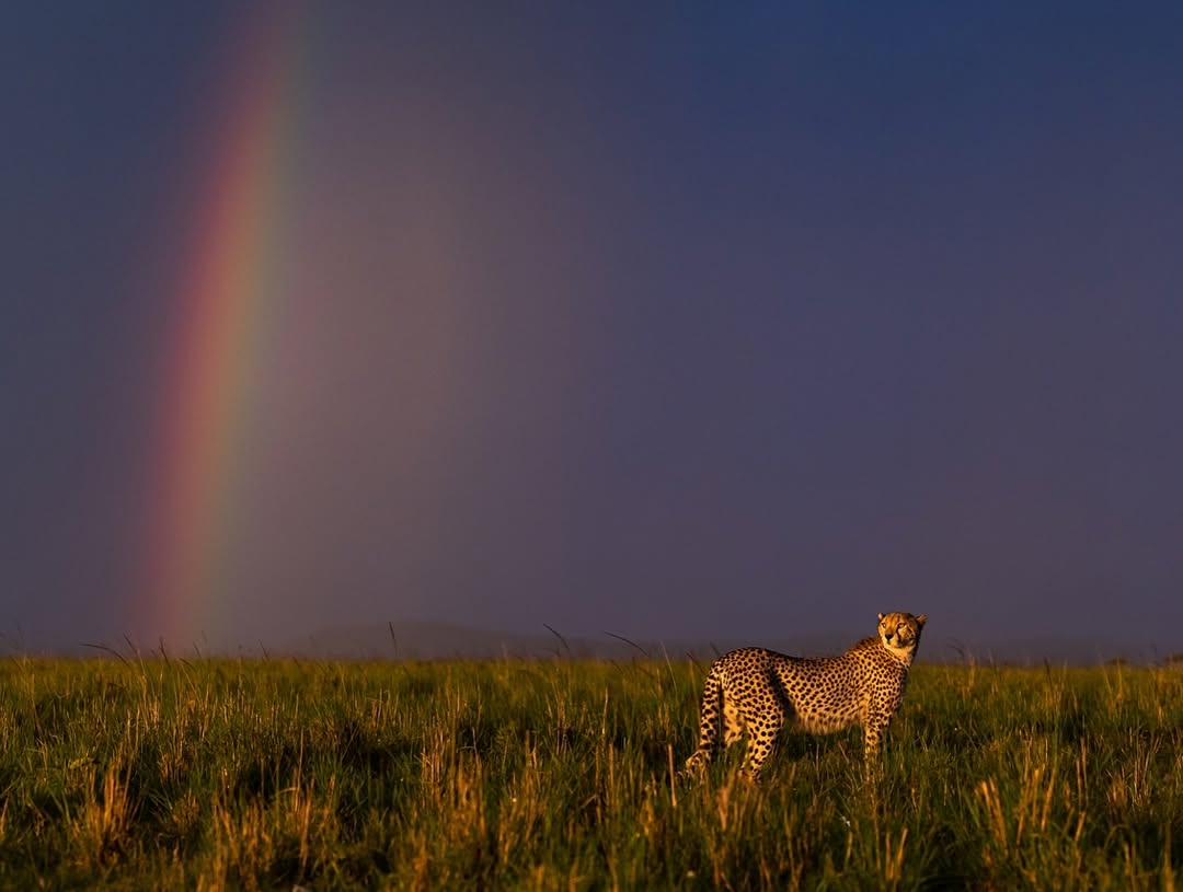 Image number 1 for Tanzania Safari & Balloon Experience