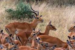 Image number 2 for Affordable Serengeti & Ngorongoro Safari