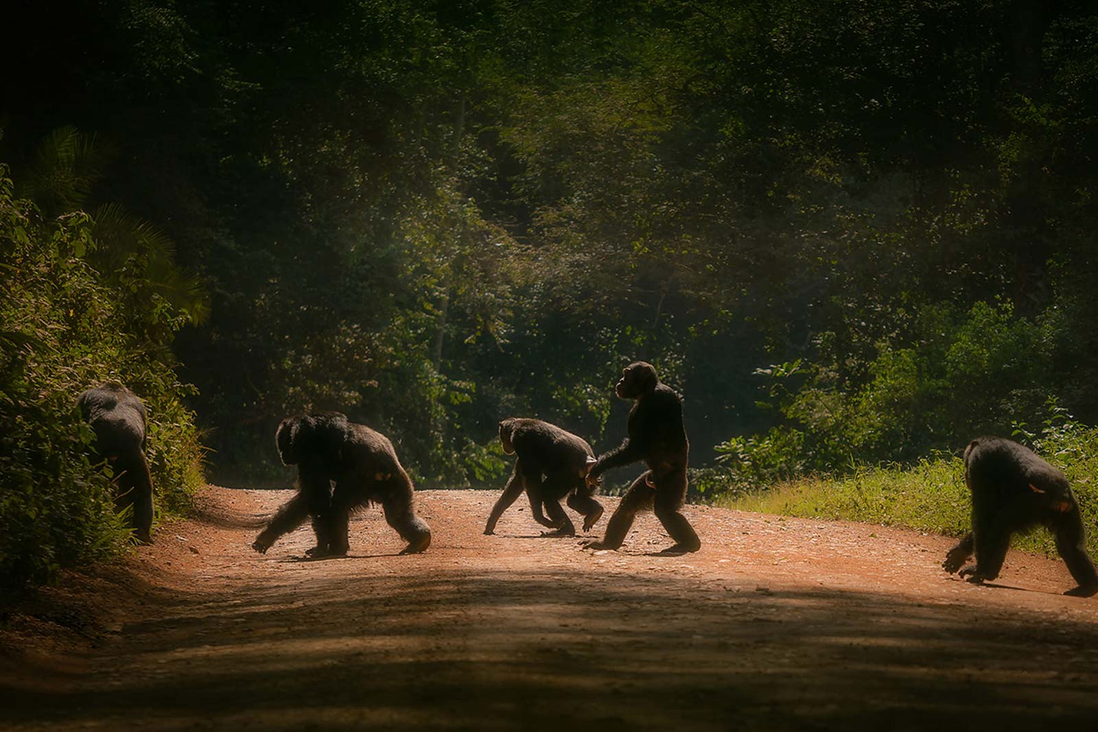 background image for - 4 Days Rwanda Gorillas Trekking