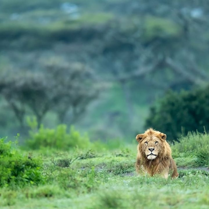background image for - 3 Days Serengeti National Park & Ngorongoro Crater