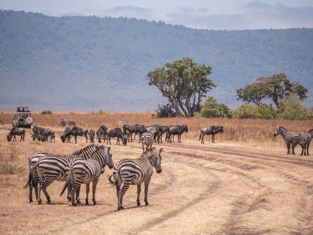 background image for - 4-Day Group Camping To Tarangire Serengeti Ngorongoro