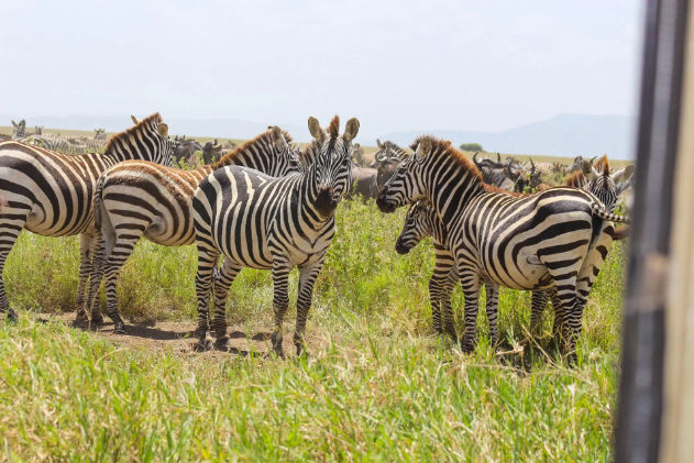 Image number 23 for The Best 3 Days Tanzania Safari To Serengeti & Ngorongoro Crater