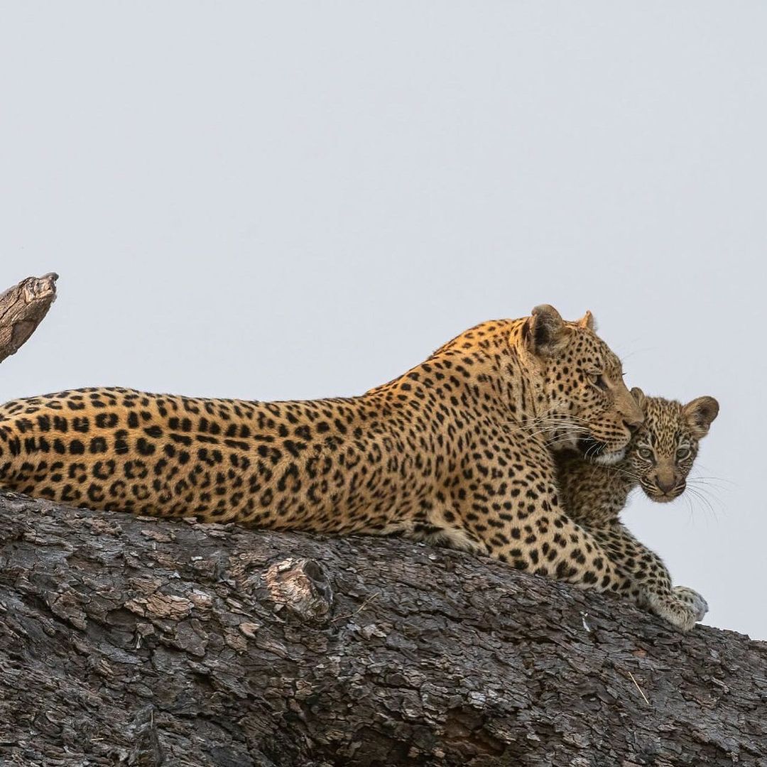 background image for - 5 Days Safari- Tarangire Serengeti & Ngorongoro Crater