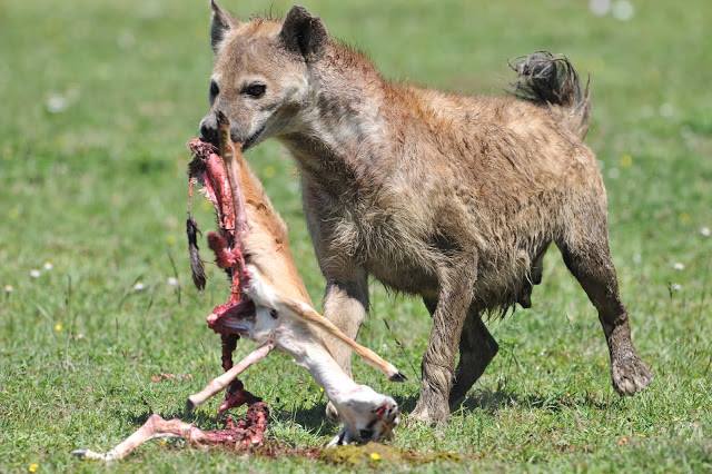 Image number 31 for Day Trip : Ruaha National Park From Iringa