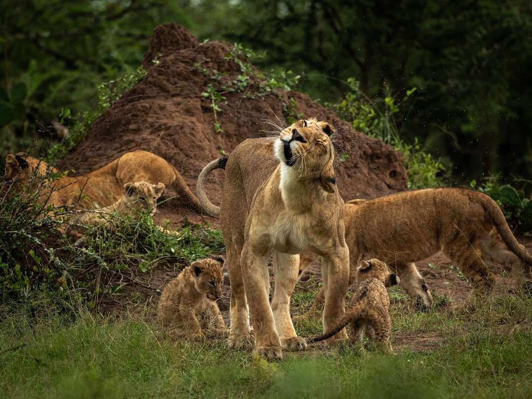 background image for - 10 Days Bush Safari and Beach Holiday