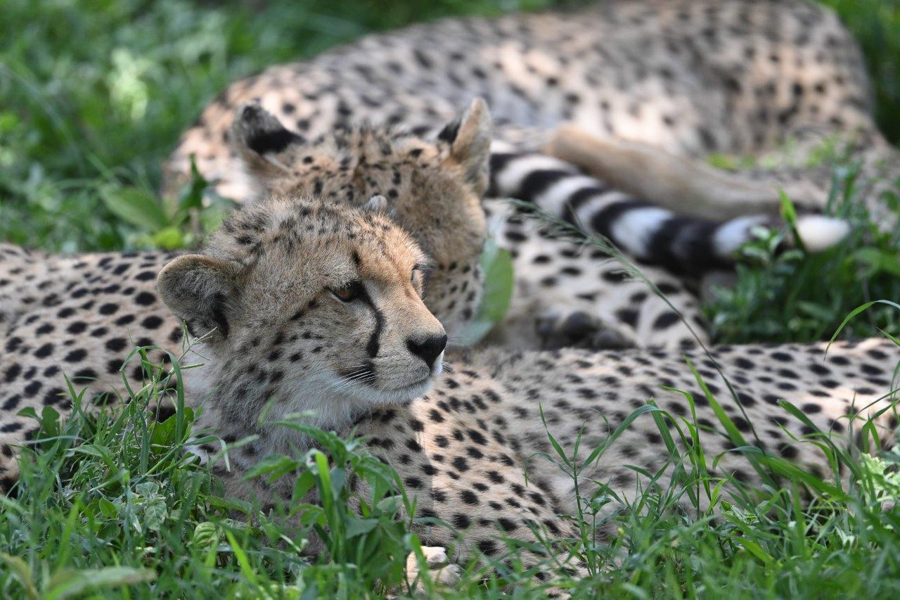 background image for - 3 Days Lodge Safari