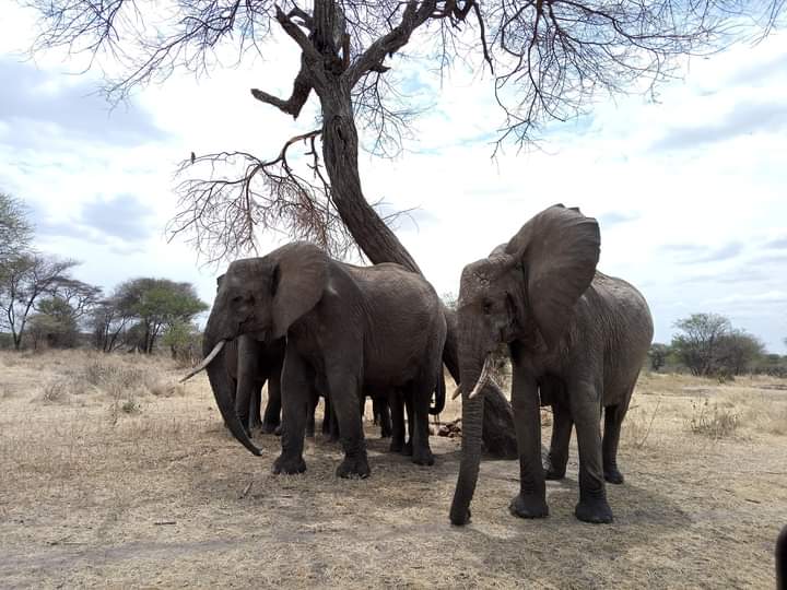 background image for - 4 Days Safari To Selous Game Reserve