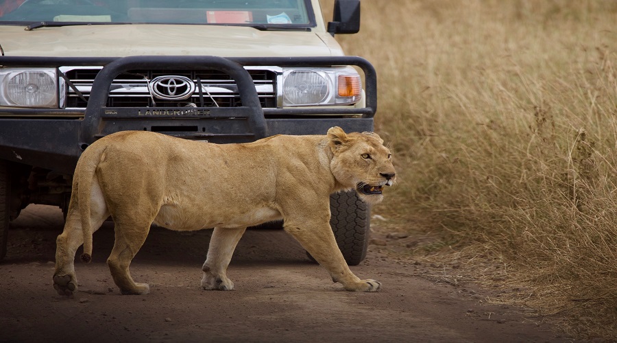 Image number 1 for 3 Days Tanzania Honeymoon Safari 2026-2027