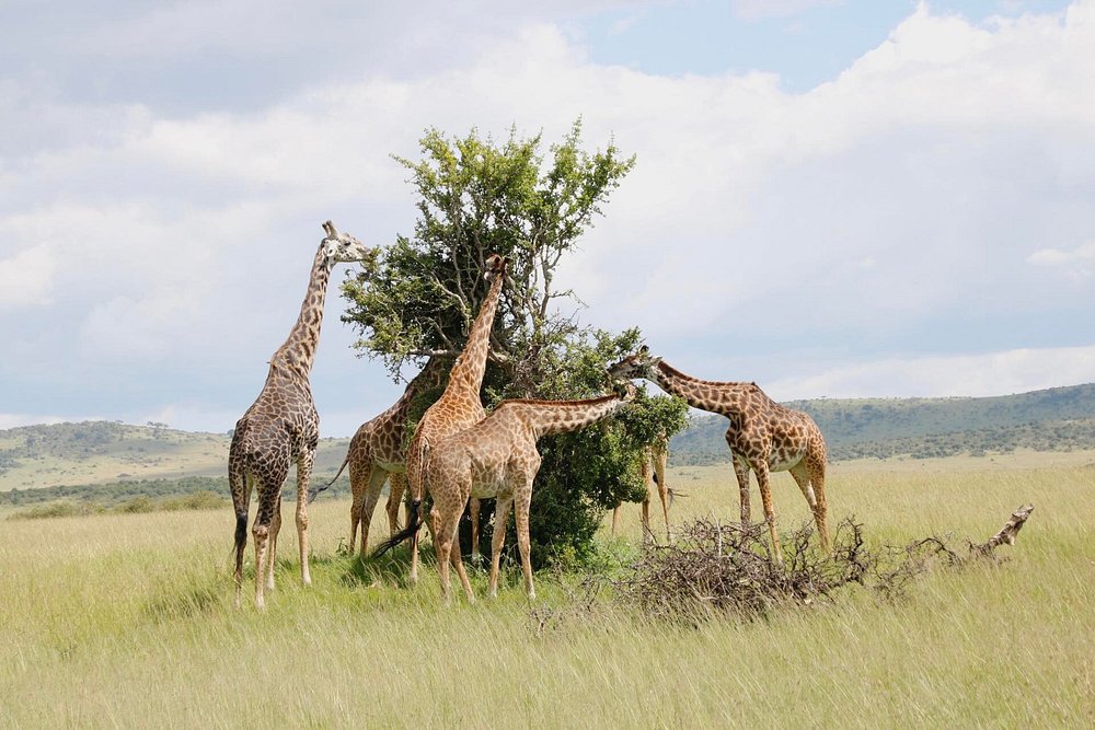 Image number 6 for  3 Days Masai Mara Big Five Safari
