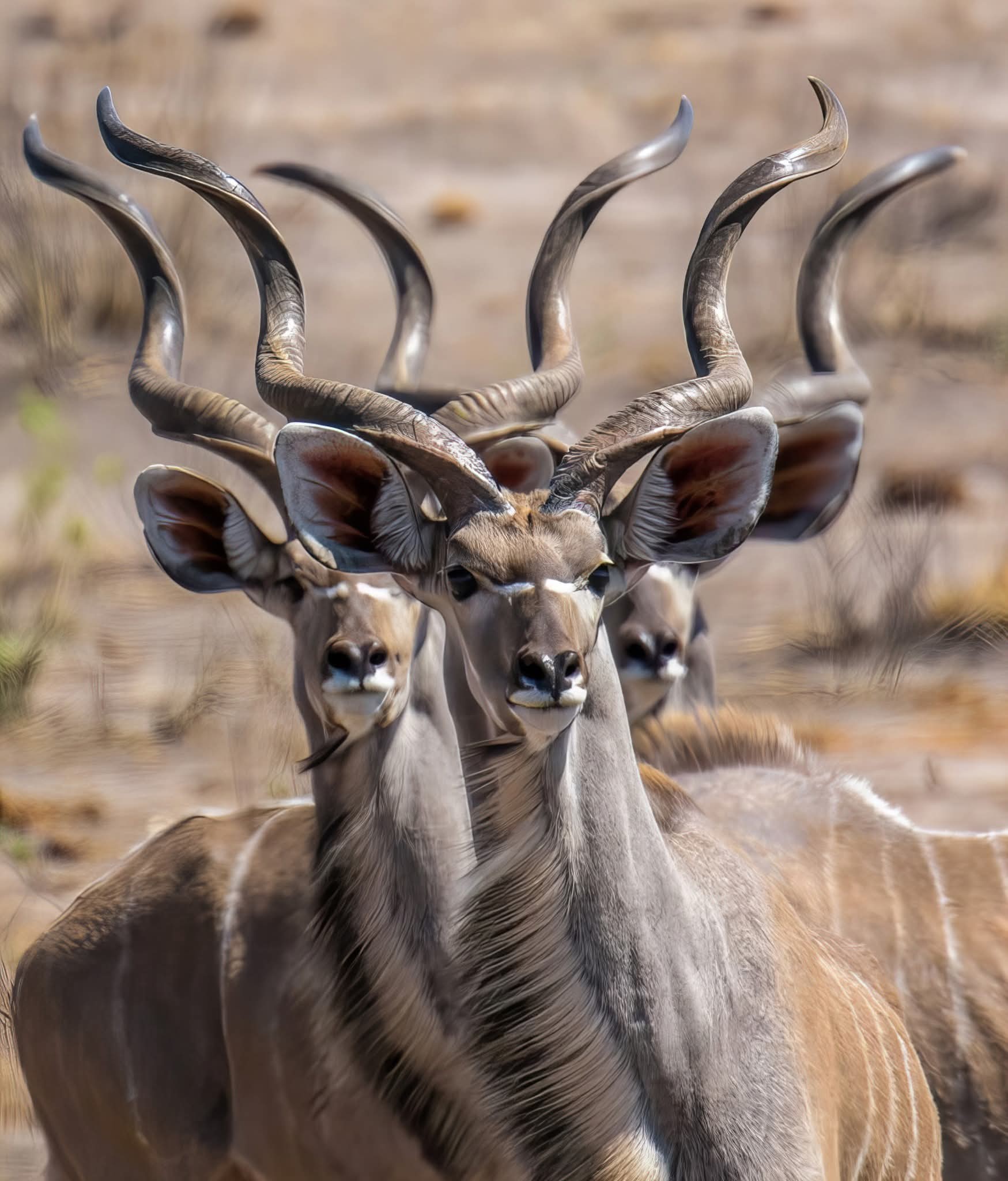 background image for - From Nairobi: 3-Day Tour To Samburu National Reserve