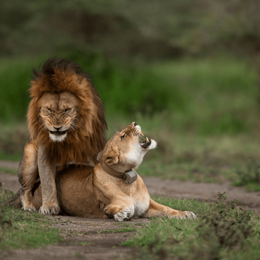 Image number 4 for 3 Days Serengeti & Ngorongoro Fly-in Safari From Zanzibar Island