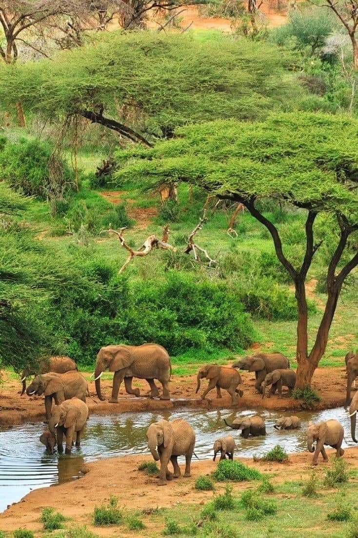 background image for - The Top Safari Experience Zanzibar-nyerere Np