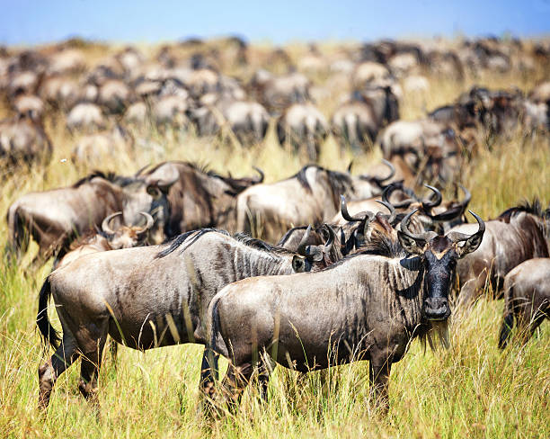 Image number 2 for 6 Days Serengeti Migration Safari Package In Ndutu 