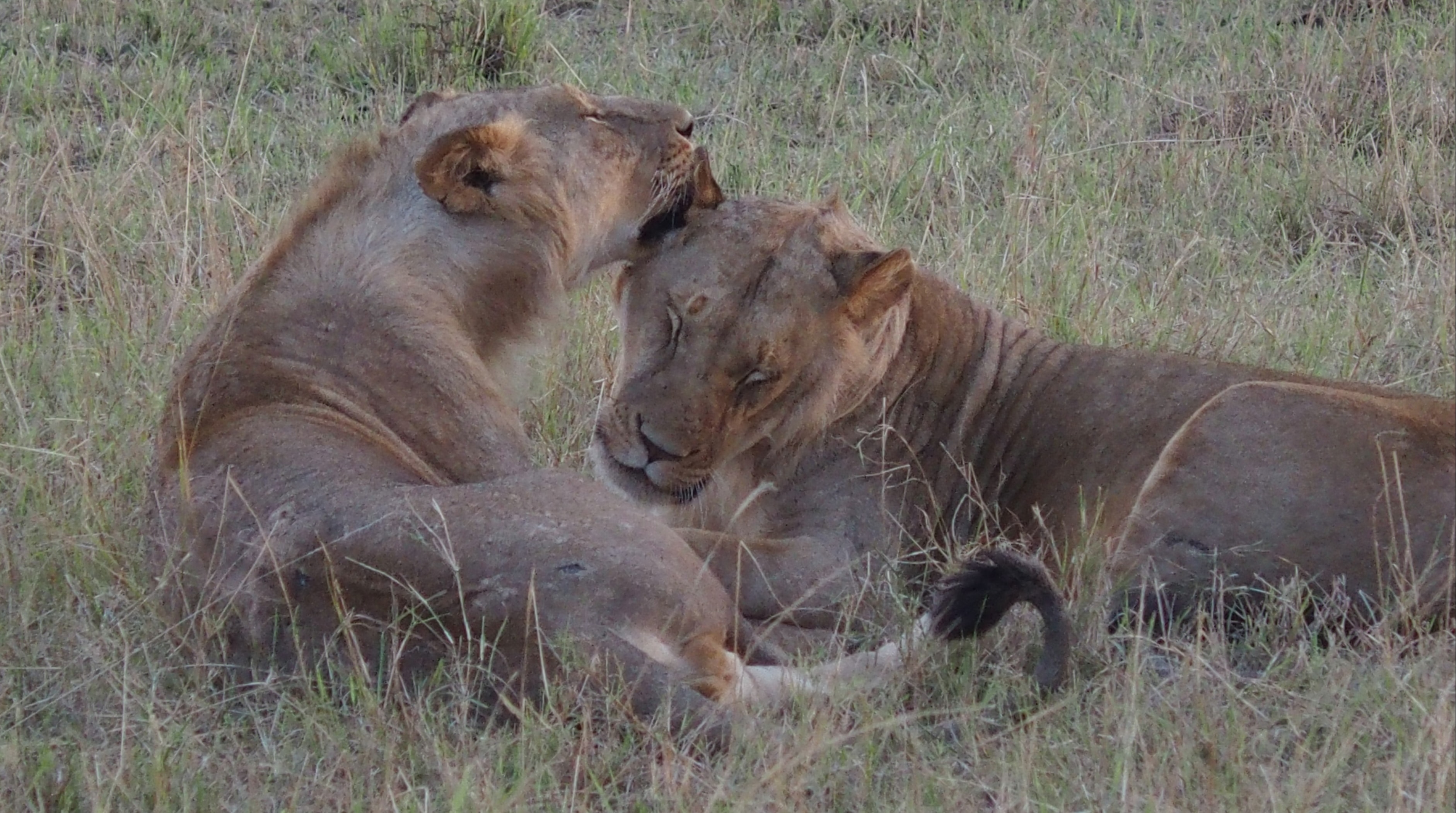 background image for - 3-Days Tanzania Mid-range Safari 