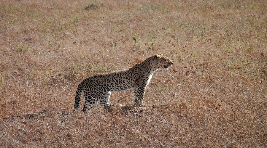 Image number 3 for 5 Days Tanzania Camping Safari 2026-2027