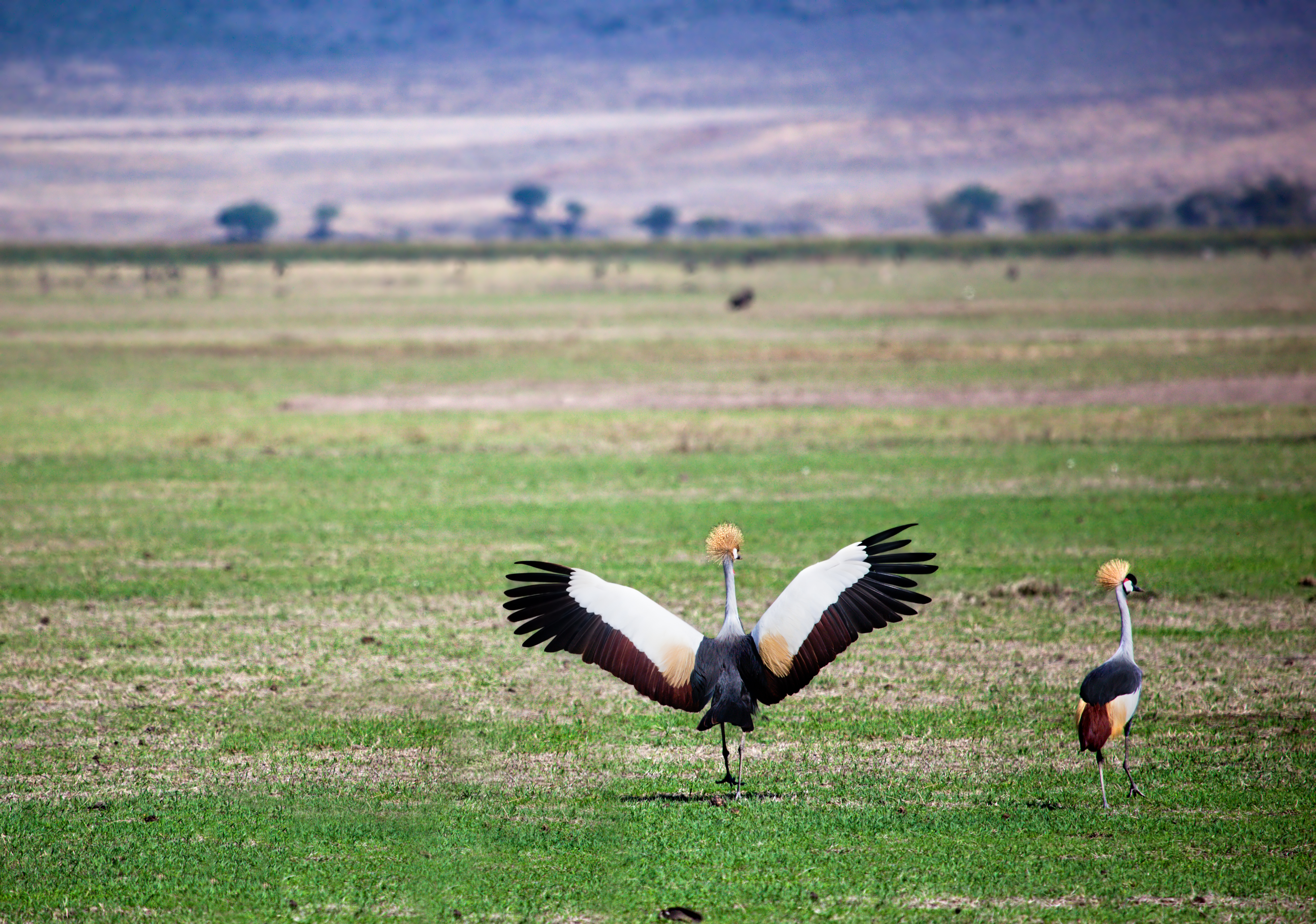 background image for - 7 Days Camping Northern Zone Safari