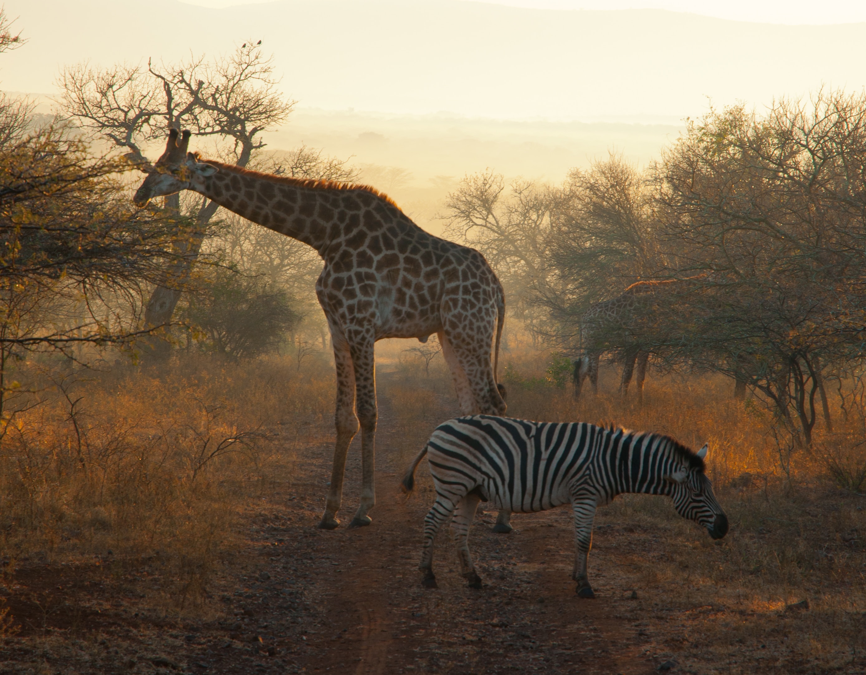 background image for - 3 Day Tanzania Luxury Tarangire 