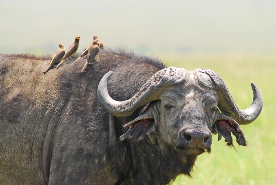 Image number 4 for Samburu To Masai Mara: 5-Day Safari Experience