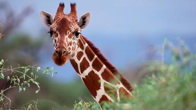 Image number 2 for 5-Day Tanzania Safari Selous, Mikumi & Boat Adventure