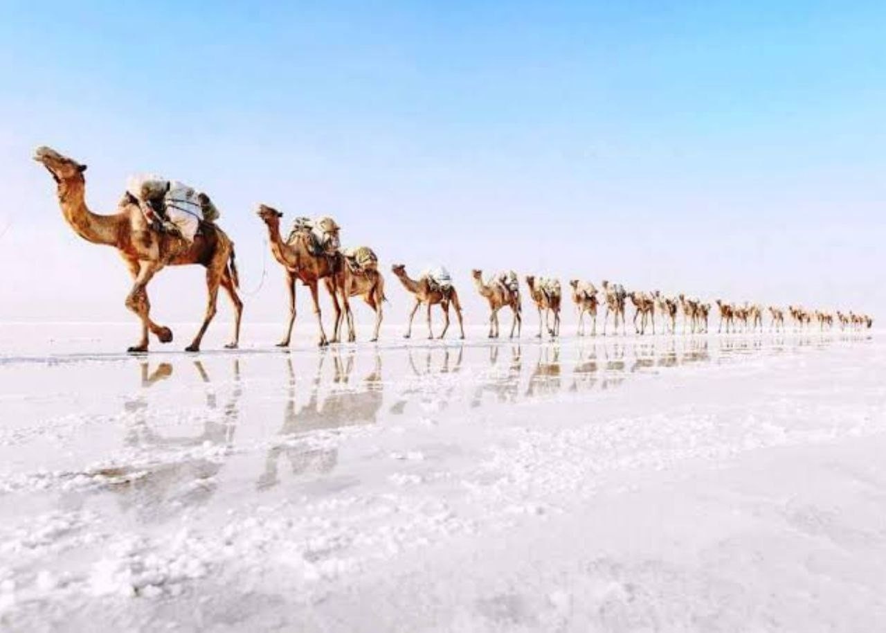 Image number 6 for 3 Days Danakil Depression And Erta Ale Tour