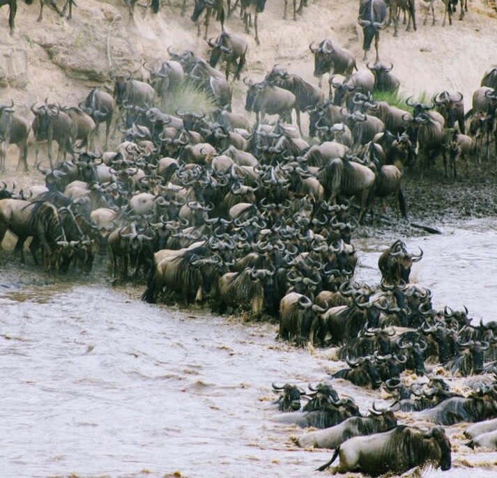 background image for - Great Serengeti Migration Tanzania Safar