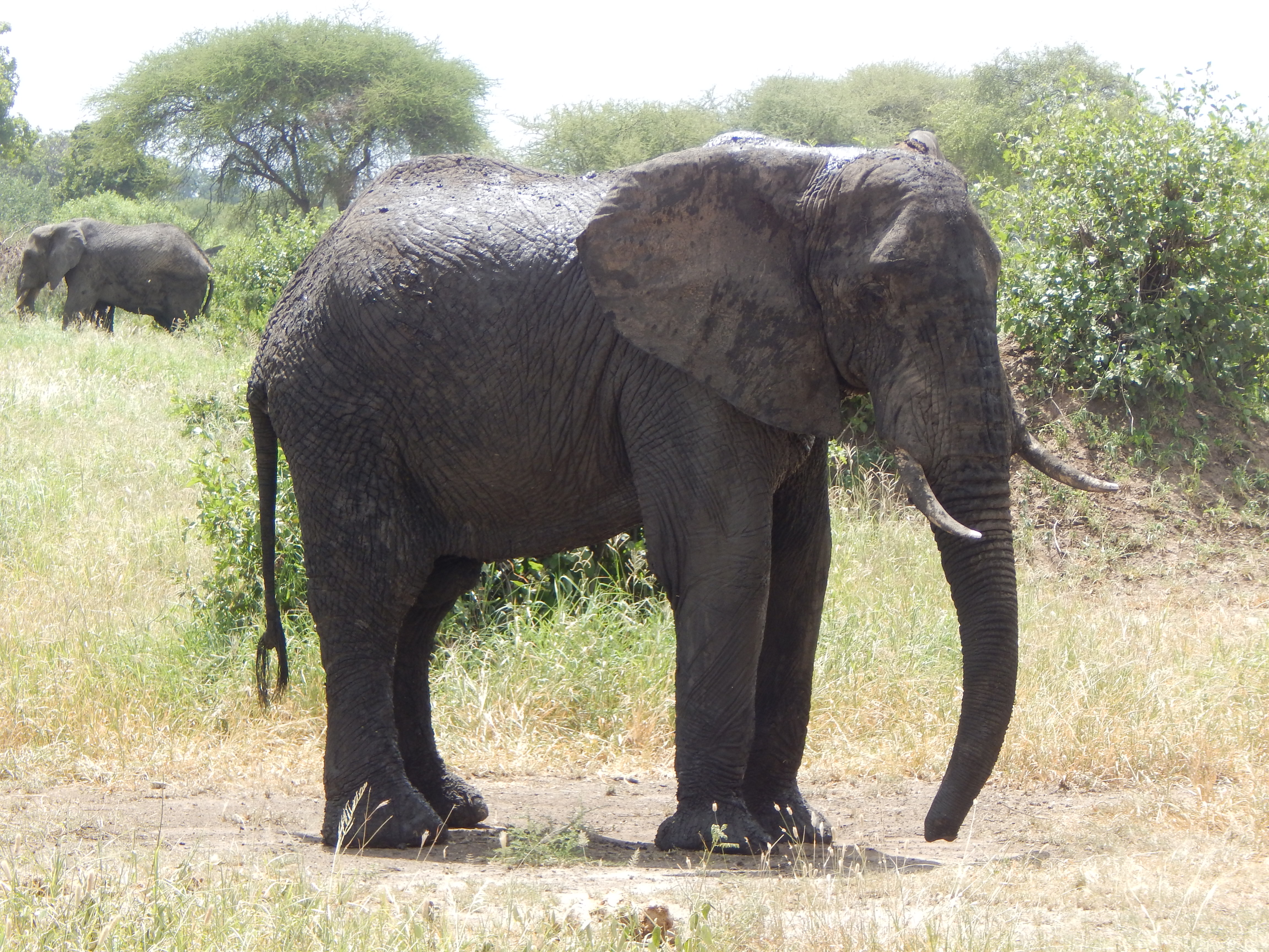 background image for -  Wildlife Safari