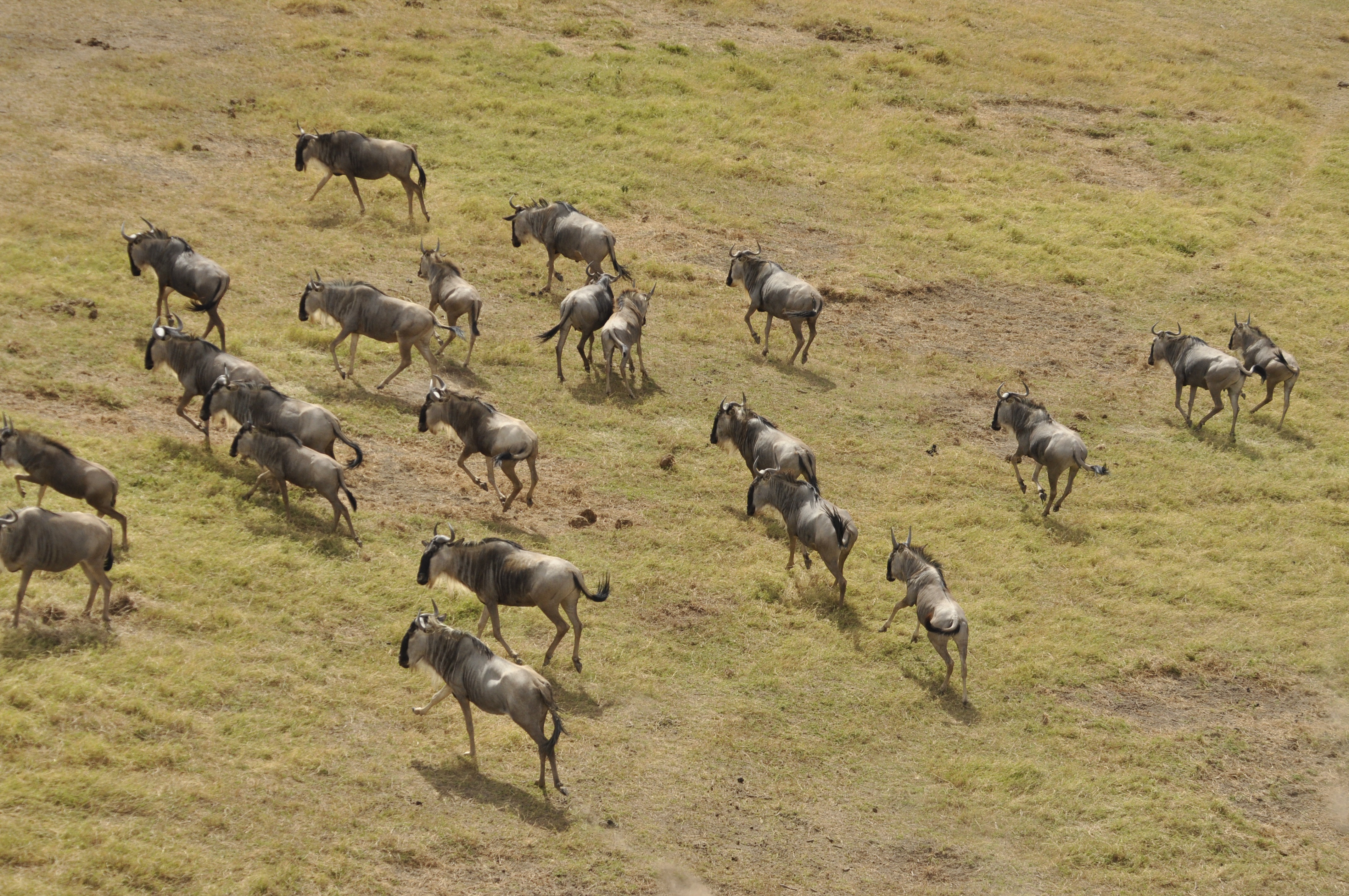 background image for - 8 Days Greatserengeti Migration,