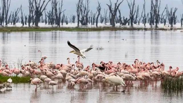 Image number 20 for 1-Day Lake Naivasha Trip From Nairobi