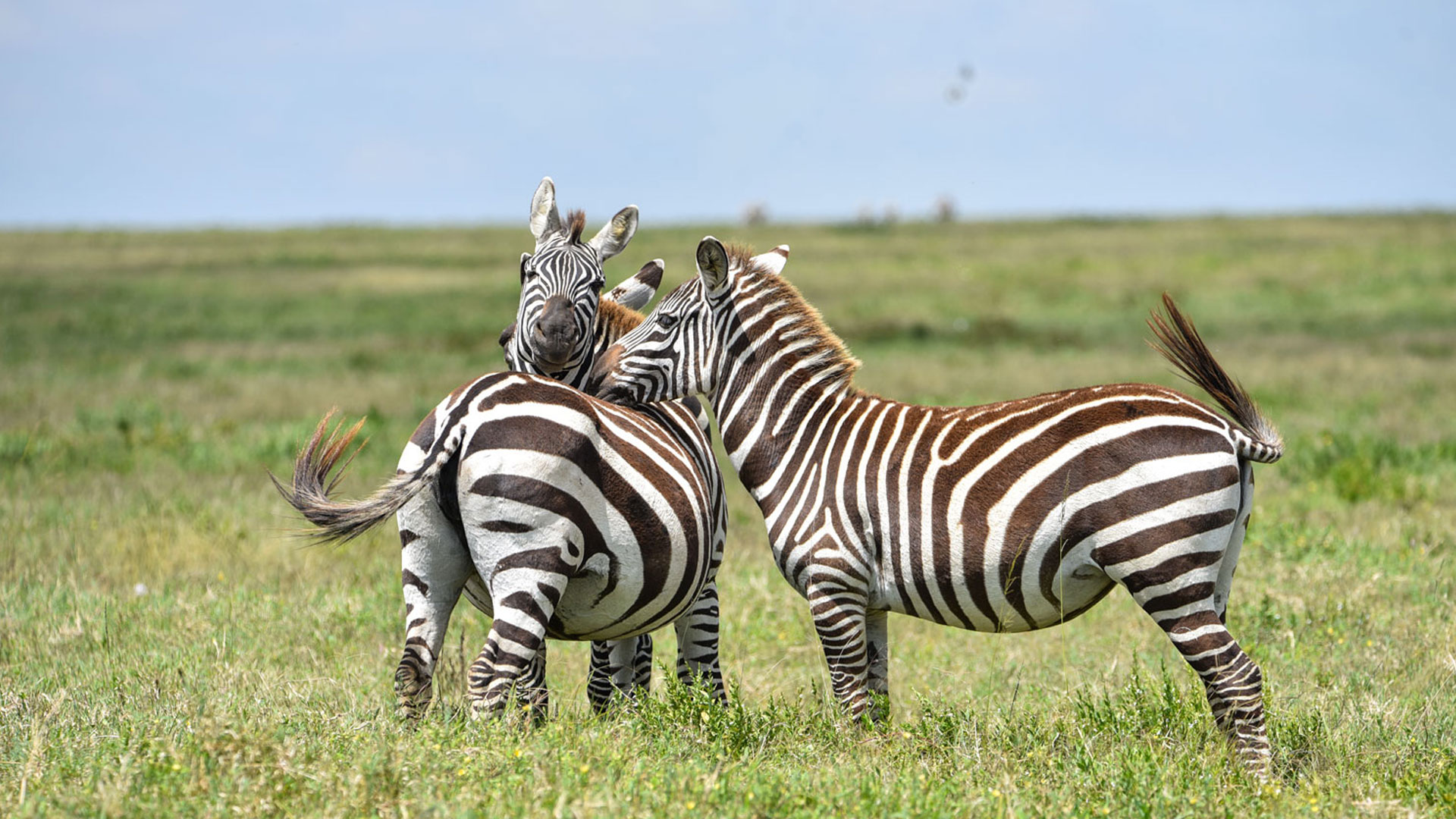 Image number 1 for 2-Day Tanzania Safari To Mikumi Banda