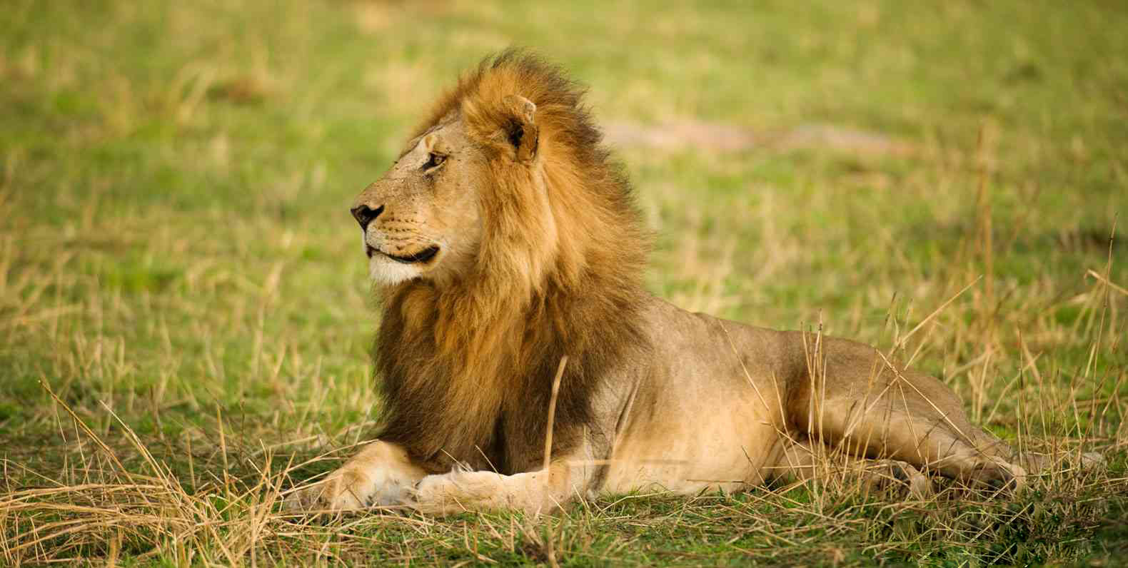 background image for - 2-Day Tanzania Camping Safari