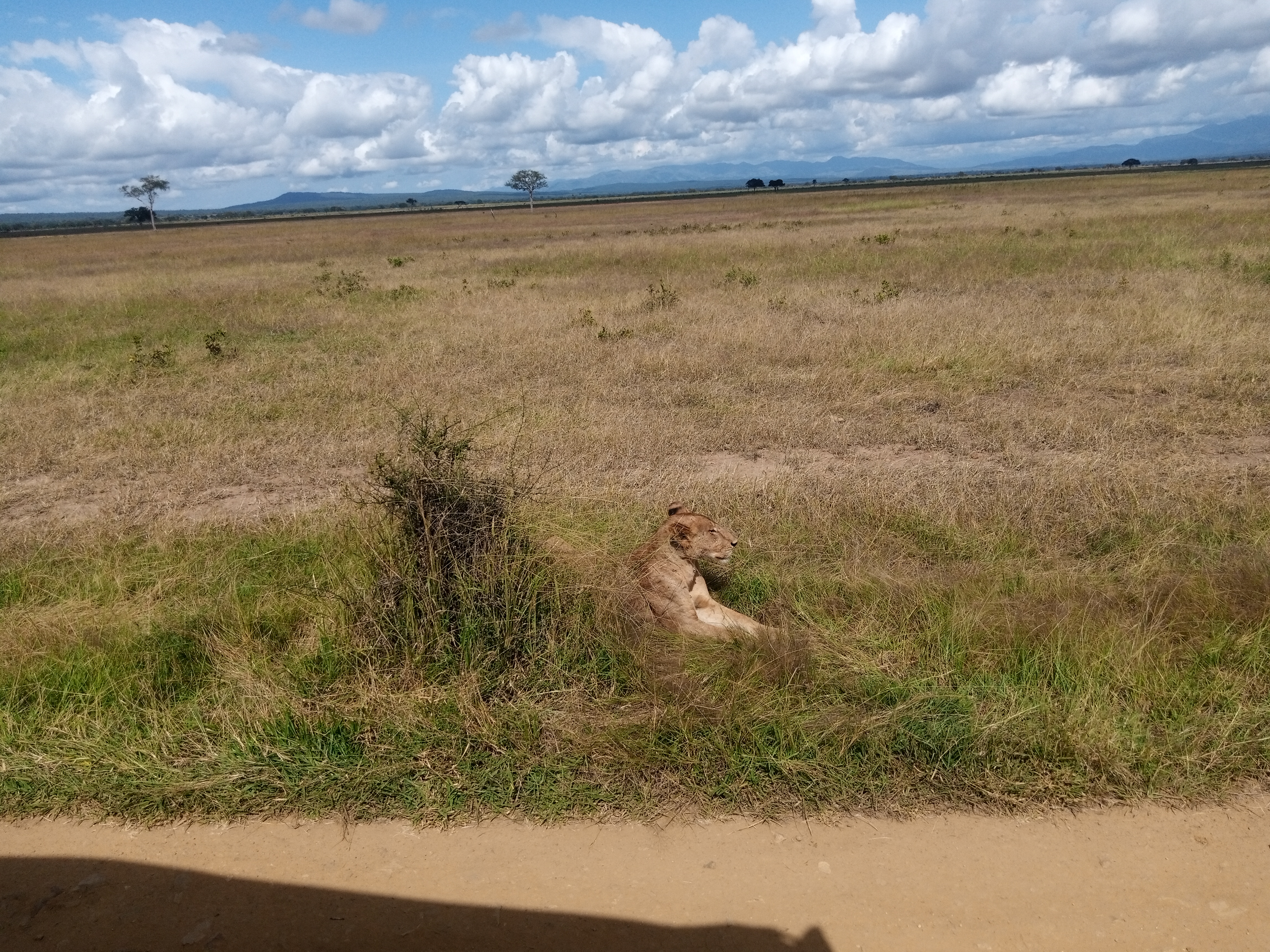 background image for - Mikumi Safari