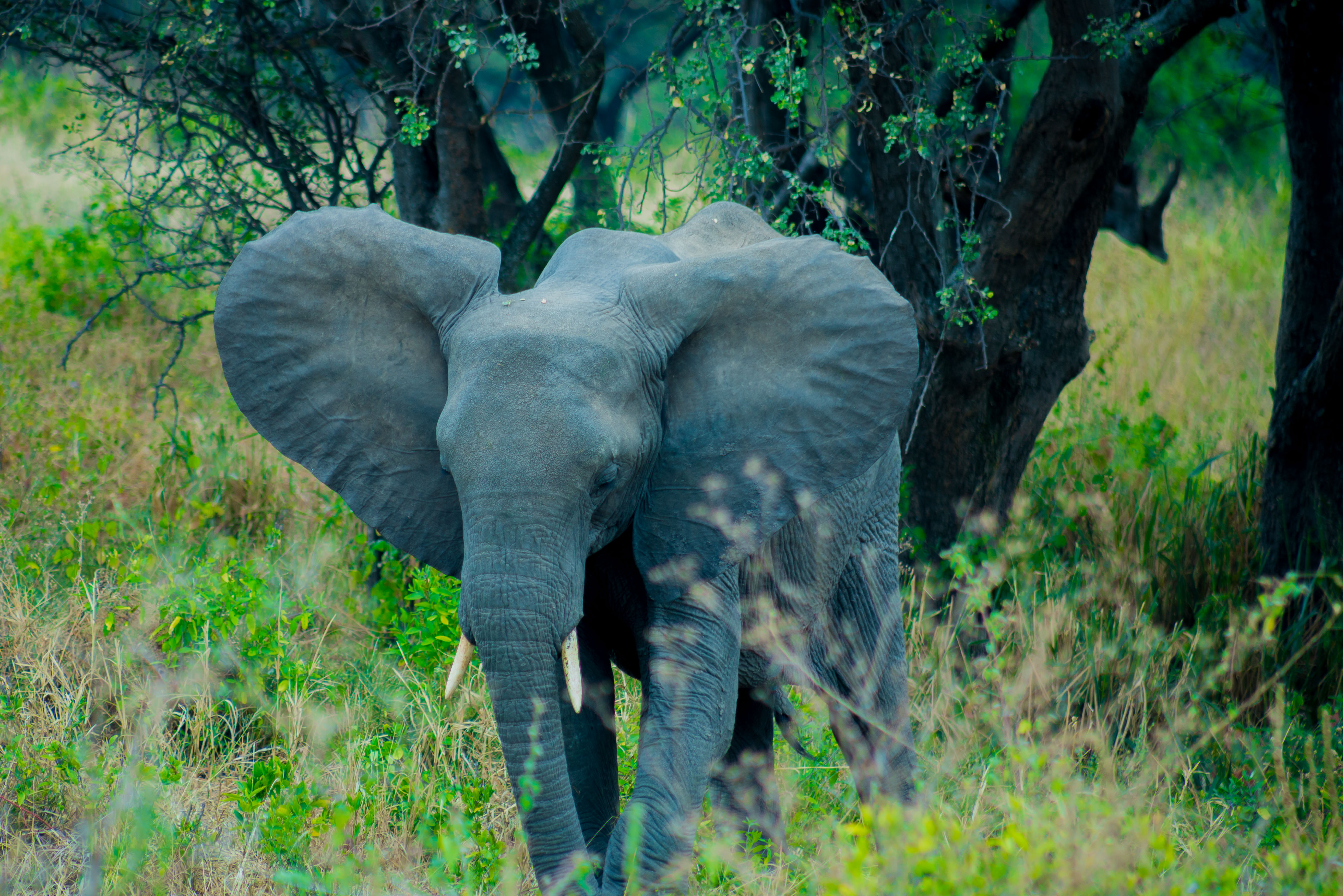 Image number 2 for The Unforgettable 6 Days Tanzania Safari.