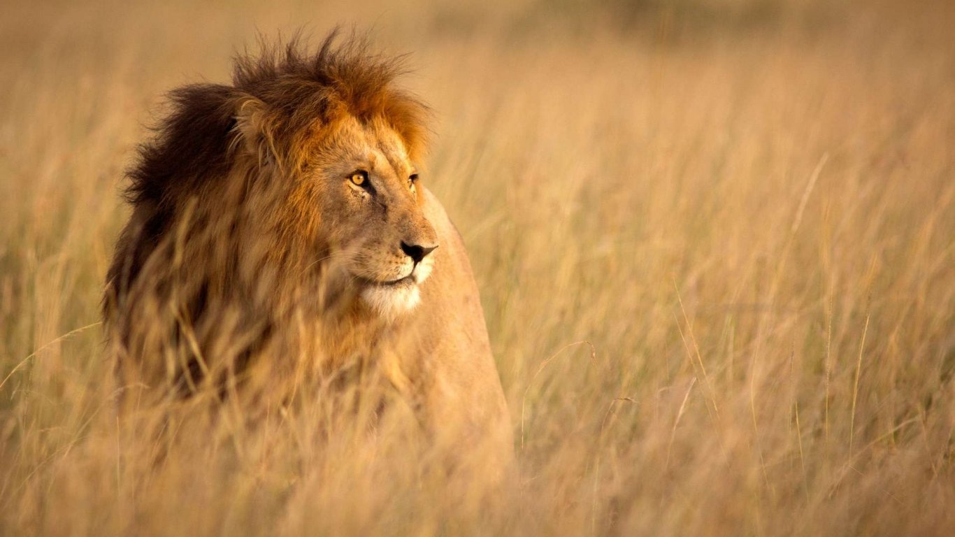 Image number 2 for 7 Day Tanzania Camping Safari
