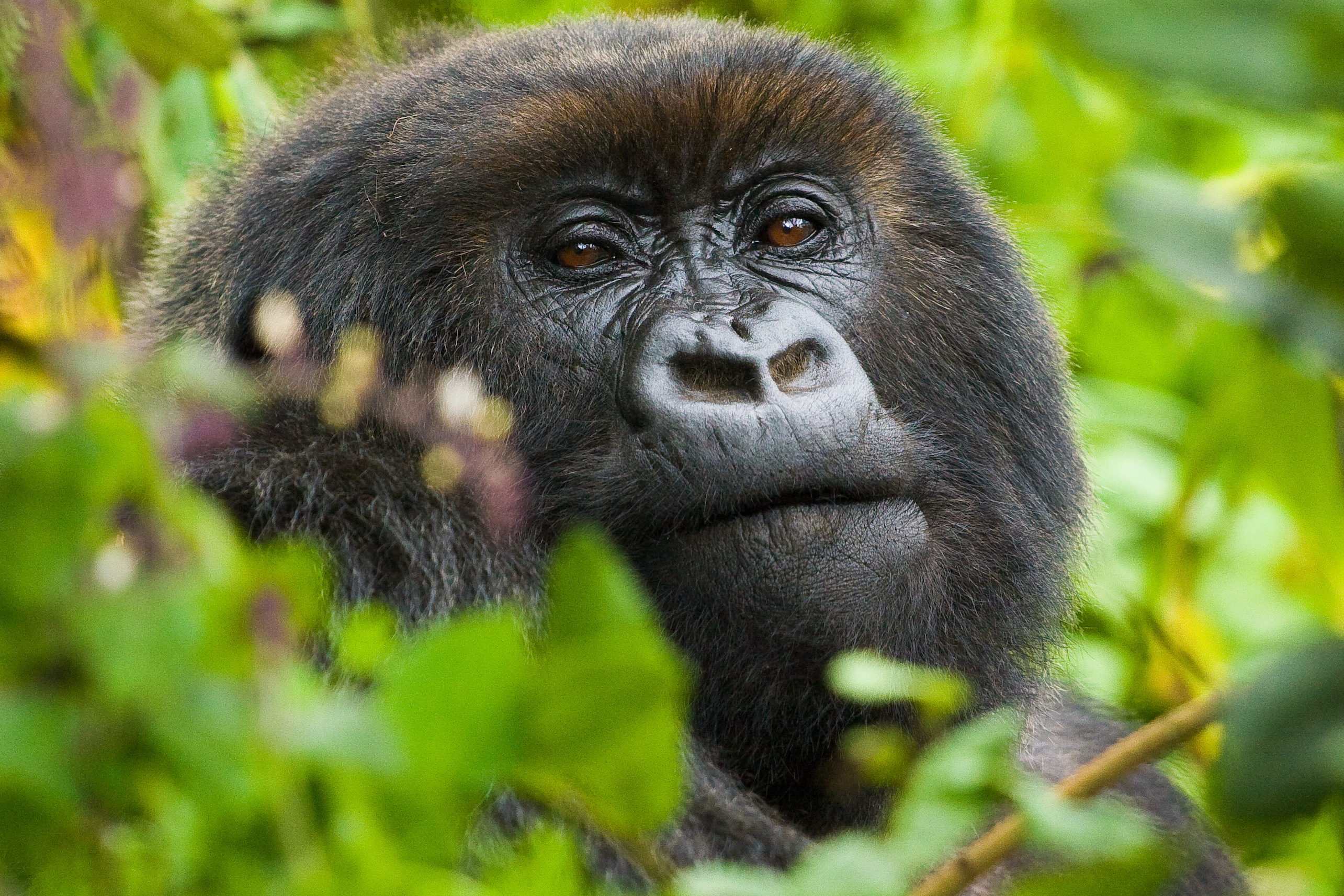 background image for - Uganda Gorilla Safari
