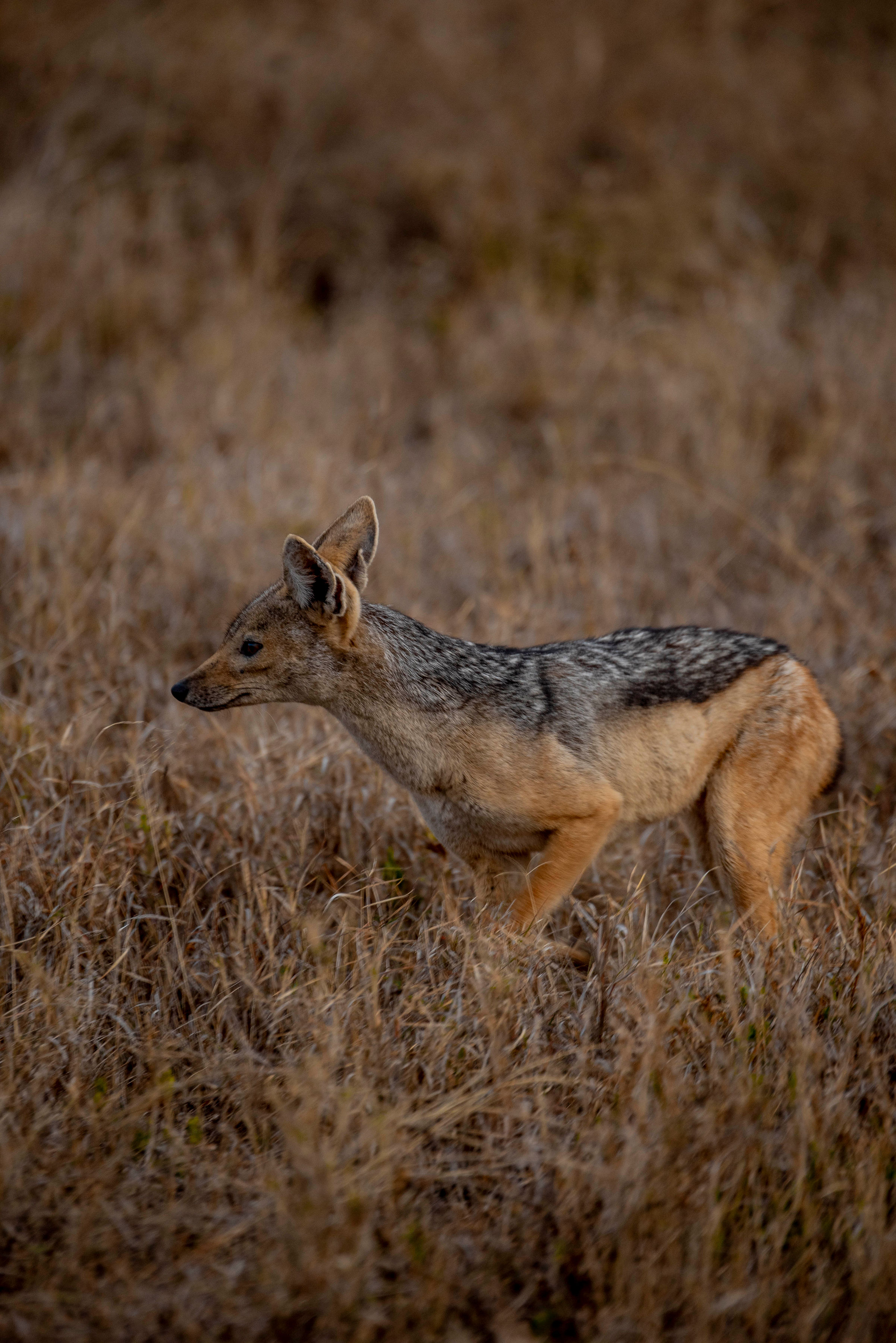 Image number 2 for Mid-range Ndutu Migration Footsteps 