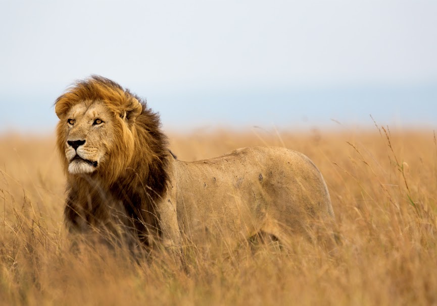 background image for -  7 Days Serengeti Wildebeest Migration Safari