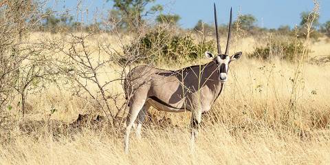 Image number 5 for 9 Days Ethiopian Wildlife Photography Tour