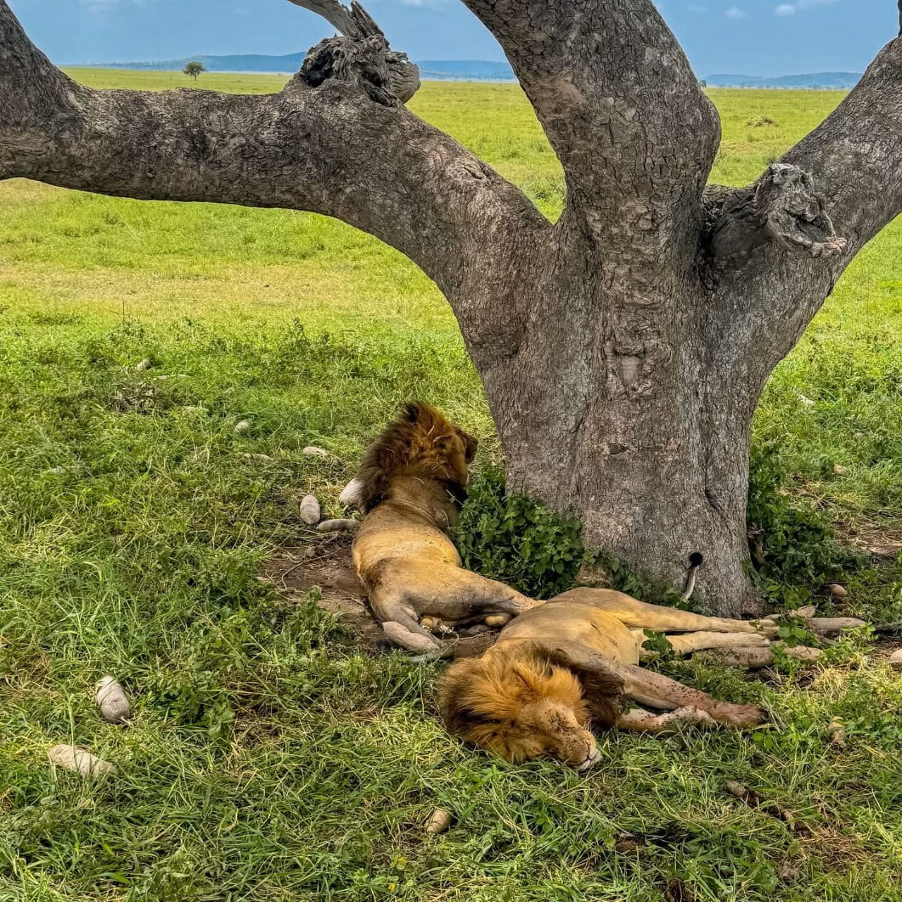 Image number 8 for Tanzania Safari: A Journey Into Africa’s Untamed Heart