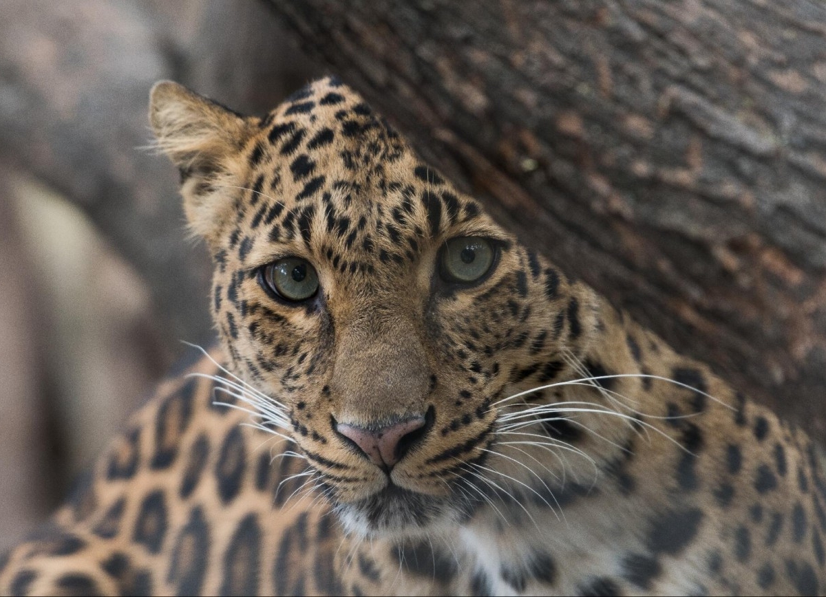 background image for - Tanzania Private Safari