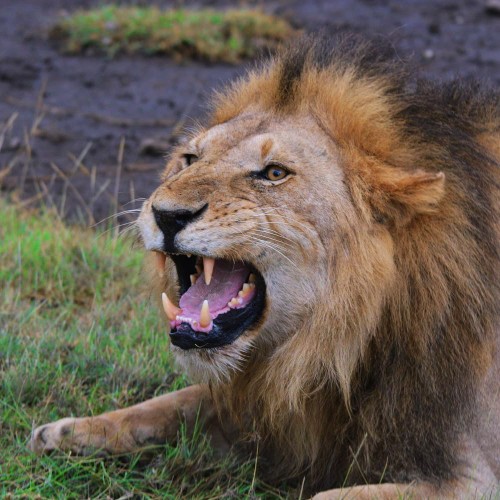 Image number 6 for Ngorongoro, Serengeti Hadzabe & Datoga Experience