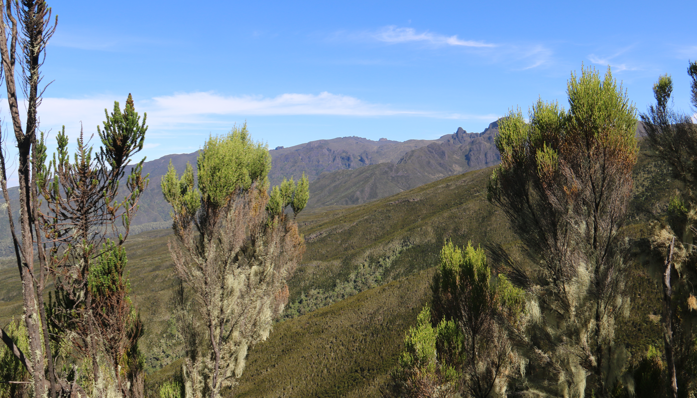 background image for - 8 Days Trekking Lemosho Route 