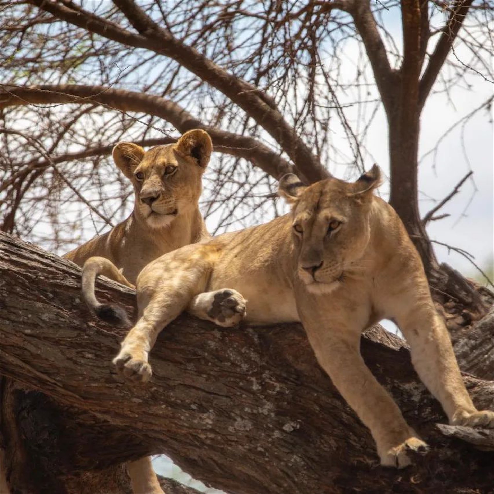 background image for - 3-Day In Tarangire,manyara & Ngorongoro Camping 
