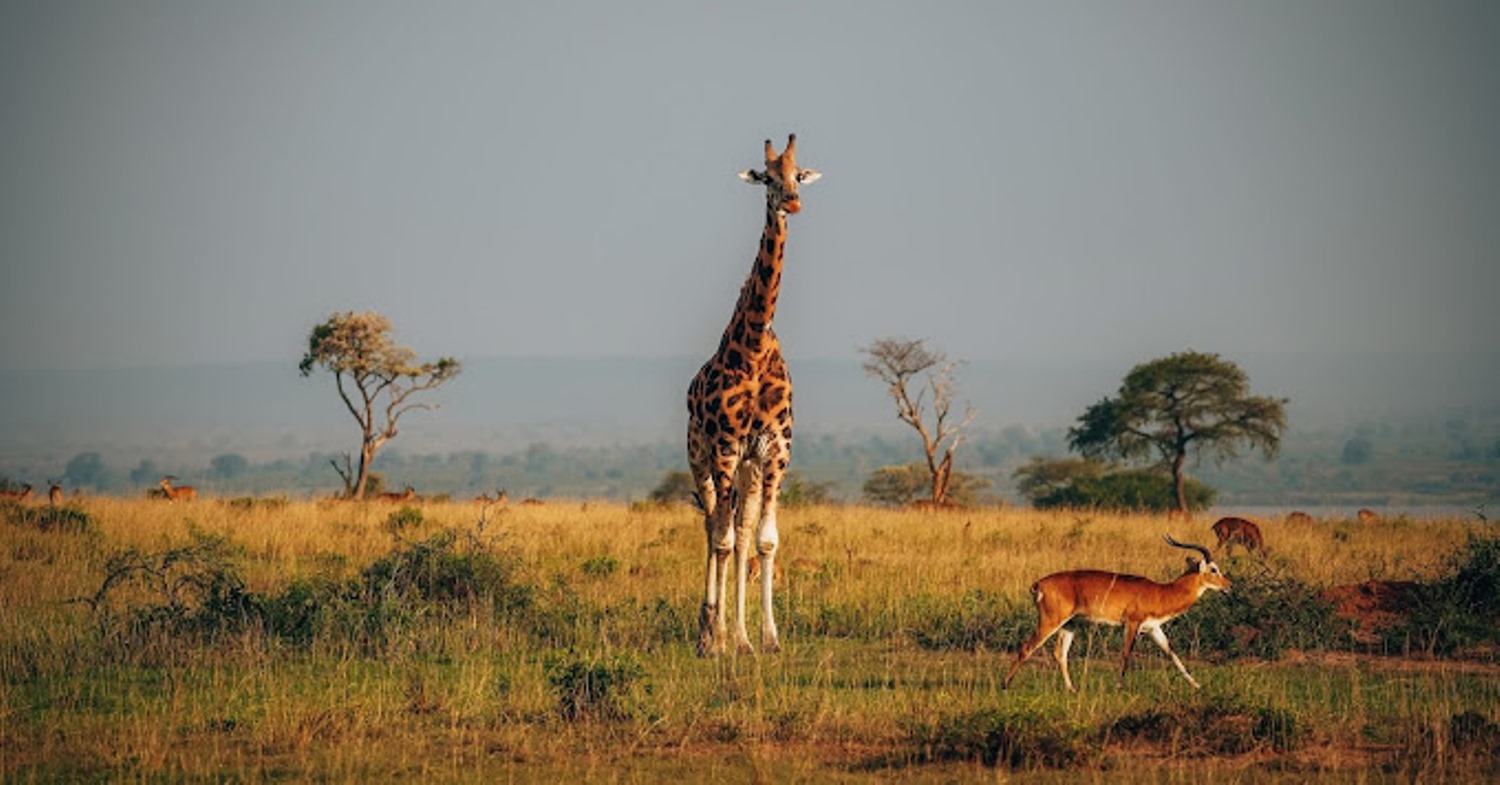 Image number 2 for 3-Day Uganda Wildlife Adventure