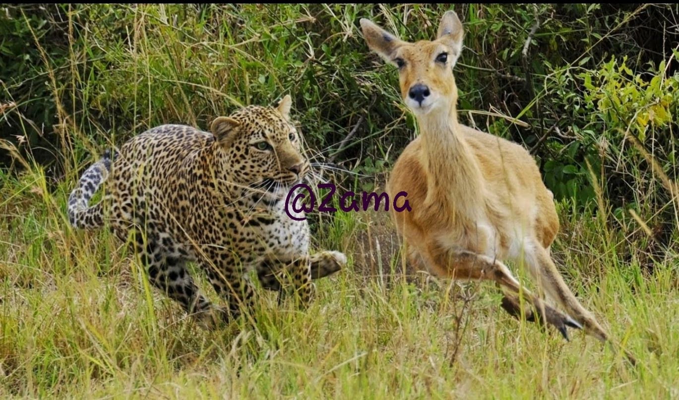 background image for - Go Kenya Safari