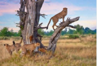 Image number 10 for The Best 3 Days Tanzania Safari To Serengeti & Ngorongoro Crater