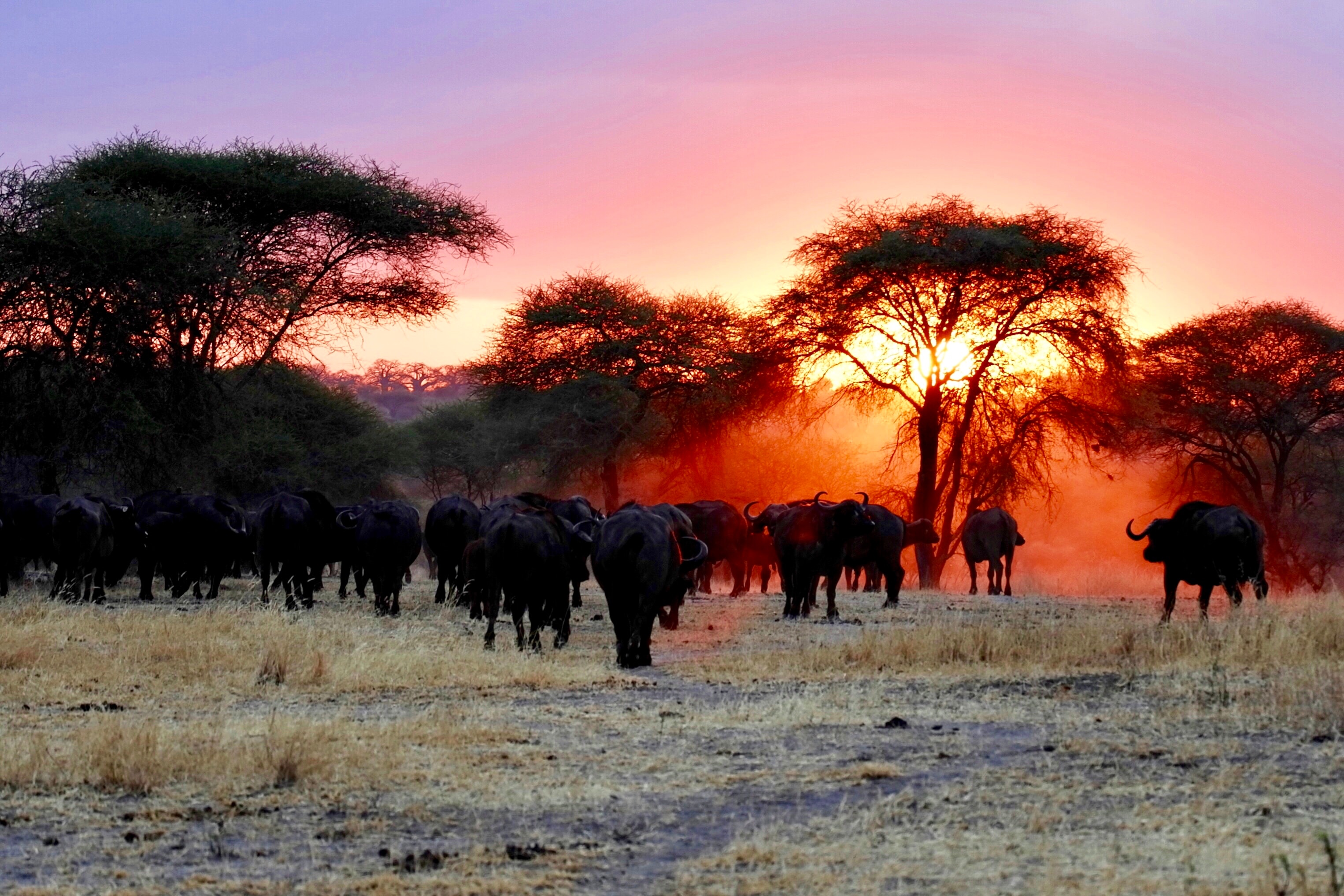 background image for - 4 Days  Serengeti Migration Safari