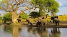Image number 2 for Tarangire And Ngorongoro Crater
