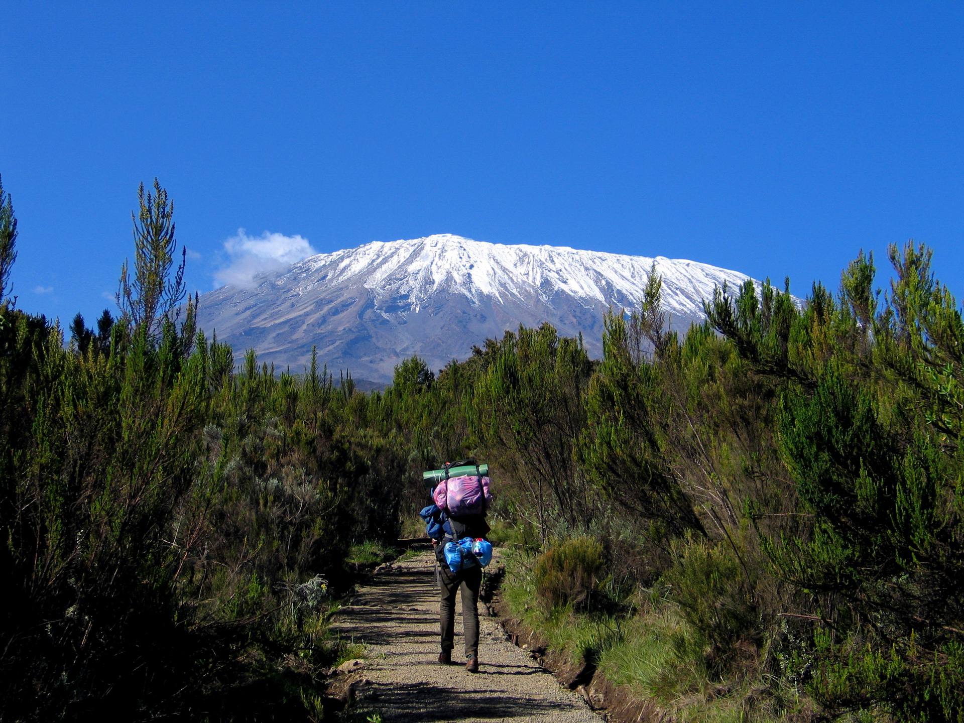 background image for - Kilimanjaro Trek Rongai Route 7-Day Trek 9day Tour